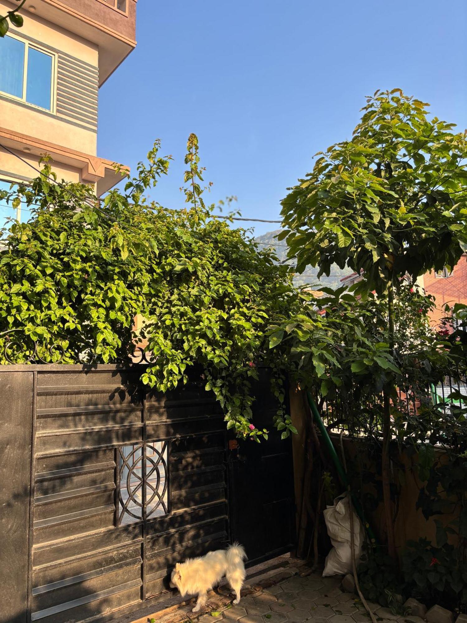 Mums Homestay & Studio Apartments Катманду Экстерьер фото