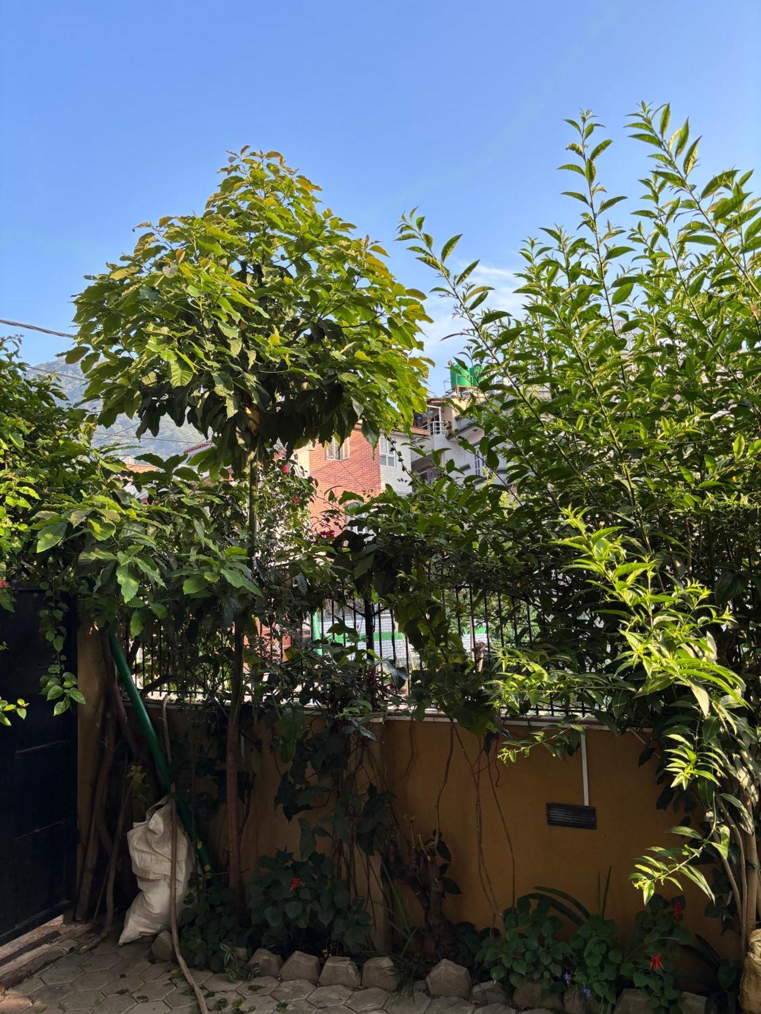 Mums Homestay & Studio Apartments Катманду Экстерьер фото